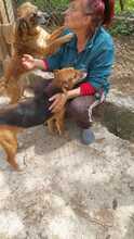 JENNI, Hund, Mischlingshund in Bulgarien - Bild 7