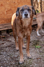JENNI, Hund, Mischlingshund in Bulgarien - Bild 8
