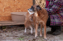 JENNI, Hund, Mischlingshund in Bulgarien - Bild 9