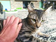 TONKS, Katze, Hauskatze in Bulgarien - Bild 2