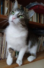 RAY, Katze, Hauskatze in Bulgarien - Bild 3