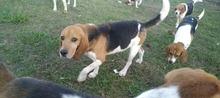 LIPOT, Hund, Beagle in Delmenhorst - Bild 3