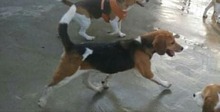 LIPOT, Hund, Beagle in Delmenhorst - Bild 4