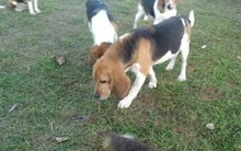 LIPOT, Hund, Beagle in Delmenhorst - Bild 5