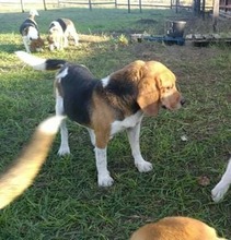 LIPOT, Hund, Beagle in Delmenhorst - Bild 6