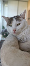 KASIMIR, Katze, Hauskatze in Bulgarien - Bild 8