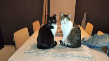 MAMMY, Katze, Hauskatze in Mainz - Bild 2