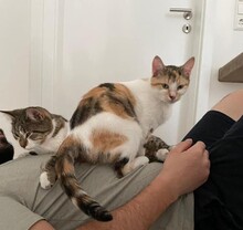 ROSI, Katze, Hauskatze in Weißenhorn - Bild 3