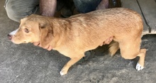 MERLYN, Hund, Mischlingshund in Wuppertal - Bild 3