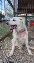 MARLEY, Hund, Mischlingshund in Griechenland - Bild 10