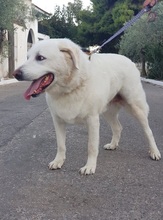 MARLEY, Hund, Mischlingshund in Griechenland - Bild 3