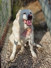 MARLEY, Hund, Mischlingshund in Griechenland - Bild 7