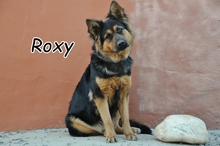 ROXY, Hund, Mischlingshund in Spanien - Bild 1