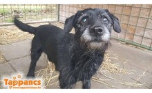 KORMOS, Hund, Mischlingshund in Ungarn - Bild 1
