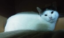 KATIE, Katze, Europäisch Kurzhaar in Bulgarien - Bild 2