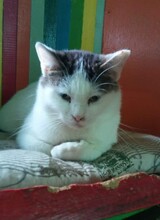 KATIE, Katze, Europäisch Kurzhaar in Bulgarien - Bild 4