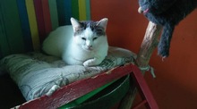 KATIE, Katze, Europäisch Kurzhaar in Bulgarien - Bild 7