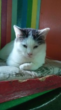 KATIE, Katze, Europäisch Kurzhaar in Bulgarien - Bild 8
