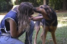 MIRKO, Hund, Mischlingshund in Italien - Bild 2