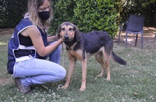 MIRKO, Hund, Mischlingshund in Italien - Bild 3