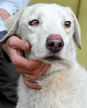 CINDARELLA, Hund, Mischlingshund in Italien - Bild 1