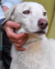 CINDARELLA, Hund, Mischlingshund in Italien - Bild 3