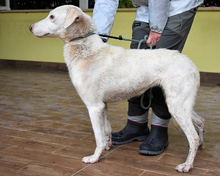 CINDARELLA, Hund, Mischlingshund in Italien - Bild 4