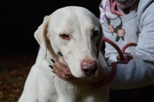 CINDARELLA, Hund, Mischlingshund in Italien - Bild 5