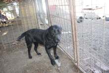 BOGI, Hund, Mischlingshund in Ungarn - Bild 4