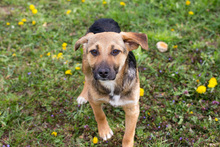 BERRY, Hund, Mischlingshund in Kroatien - Bild 1