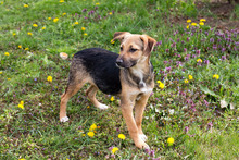 BERRY, Hund, Mischlingshund in Kroatien - Bild 2