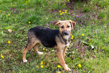 BERRY, Hund, Mischlingshund in Kroatien - Bild 3
