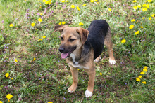 BERRY, Hund, Mischlingshund in Kroatien - Bild 4