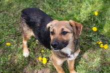 BERRY, Hund, Mischlingshund in Kroatien - Bild 5