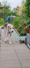TRUMAN, Hund, Mischlingshund in Wiesbaden - Bild 3