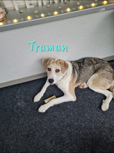 TRUMAN, Hund, Mischlingshund in Wiesbaden - Bild 4