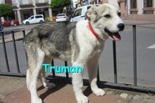 TRUMAN, Hund, Mischlingshund in Wiesbaden - Bild 8
