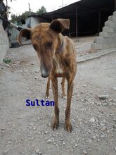 SULTAN, Hund, Galgo Español in Spanien - Bild 1