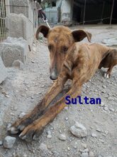 SULTAN, Hund, Galgo Español in Spanien - Bild 2
