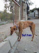 SULTAN, Hund, Galgo Español in Spanien - Bild 3