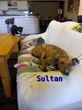 SULTAN, Hund, Galgo Español in Spanien - Bild 4