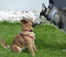 MIMOZA, Hund, Mischlingshund in Korschenbroich - Bild 4