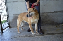 ALDRED, Hund, Mischlingshund in Italien - Bild 1