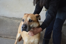 ALDRED, Hund, Mischlingshund in Italien - Bild 14