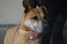 ALDRED, Hund, Mischlingshund in Italien - Bild 15