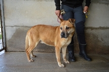 ALDRED, Hund, Mischlingshund in Italien - Bild 16