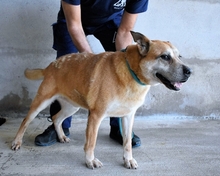 ALDRED, Hund, Mischlingshund in Italien - Bild 5