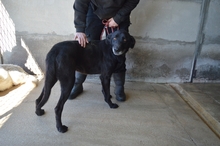 CONAN, Hund, Labrador-Mix in Italien - Bild 2