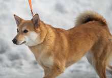 LILLIT, Hund, Mischlingshund in Russische Föderation - Bild 1