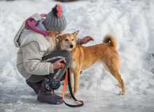 LILLIT, Hund, Mischlingshund in Russische Föderation - Bild 4